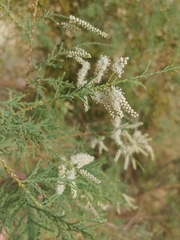 Tamarix nilotica