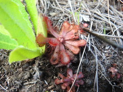 Drosera venusta