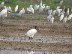 Threskiornis melanocephalus