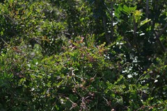 Flueggea verrucosa