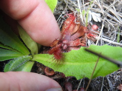 Drosera venusta