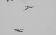 Pelecanidae