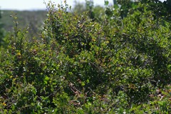 Flueggea verrucosa