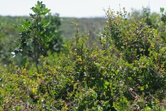 Flueggea verrucosa