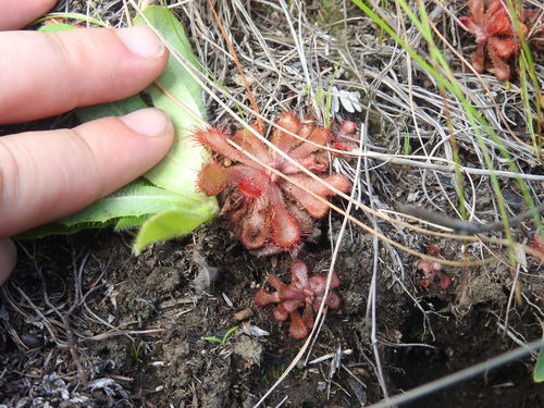 Image of Drosera venusta by (c) Matthew Fainman, some rights reserved (CC BY)