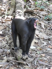 Macaca nigra