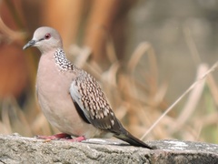 Streptopelia chinensis