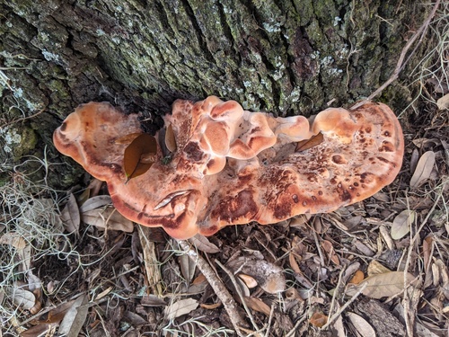 White Chicken Mushroom