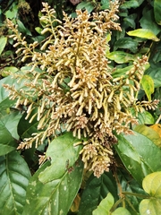 Maesa japonica