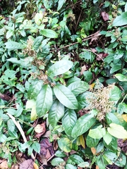 Maesa japonica