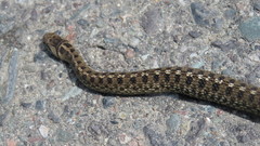 Tachymenis peruviana