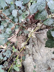 Artemisia lactiflora