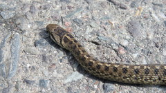 Tachymenis peruviana