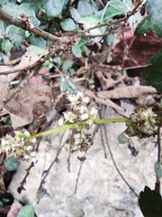 Artemisia lactiflora