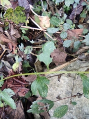 Artemisia lactiflora