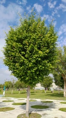 Ficus rumphii