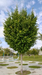 Ficus rumphii