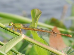 Ceriagrion coromandelianum