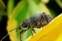 Otiorhynchus aurifer