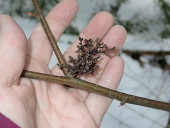 Eriophyes betulae