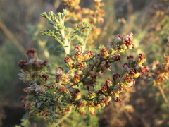 Artemisia barrelieri