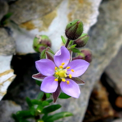 Spergularia rupicola