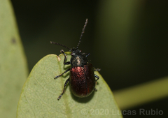 Freudeita cupripennis