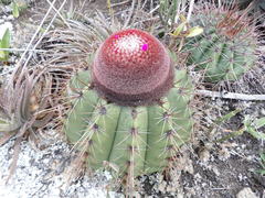 Melocactus ernestii