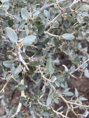 Ceanothus cordulatus
