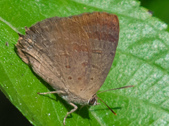 Arhopala atrax