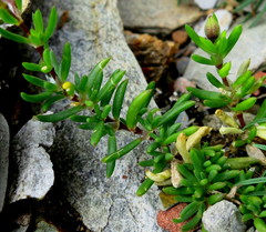 Spergularia rupicola