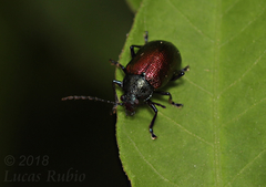Freudeita cupripennis