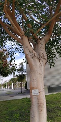 Ficus rumphii