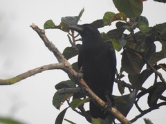 Corvus macrorhynchos culminatus