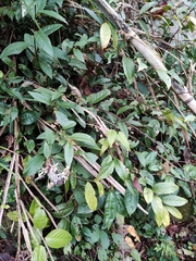 Maesa japonica