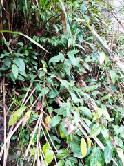 Maesa japonica