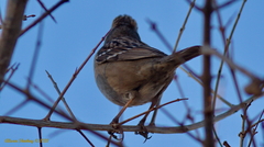 Zonotrichia leucophrys
