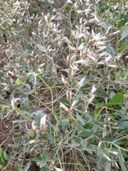 Baccharis halimifolia image