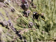 Xylocopa splendidula