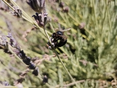 Xylocopa splendidula