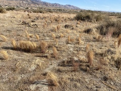 Stillingia linearifolia