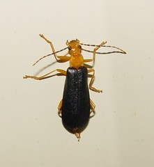 Podabrus fayi