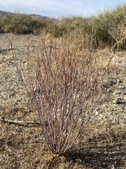 Stillingia linearifolia