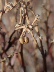 Stillingia linearifolia