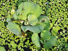 Pistia stratiotes