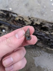 Clypeomorus pellucida