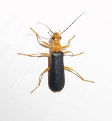 Podabrus fayi