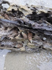 Clypeomorus pellucida