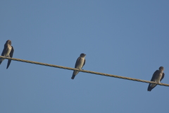 Stelgidopteryx serripennis ridgwayi