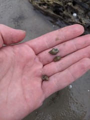 Nassarius jacksonianus